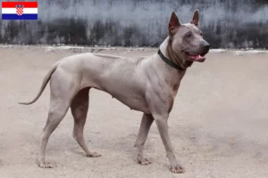 Lees meer over het artikel Thai Ridgeback fokkers en pups in Kroatië