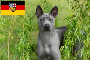 Lees meer over het artikel Thai Ridgeback fokkers en pups in Saarland