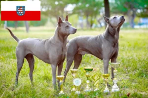Lees meer over het artikel Thai Ridgeback fokkers en pups in Thüringen