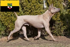 Lees meer over het artikel Thai Ridgeback fokkers en pups in Saksen-Anhalt