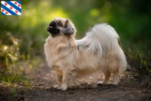 Lees meer over het artikel Tibetaanse Spaniël fokker en pups in Friesland