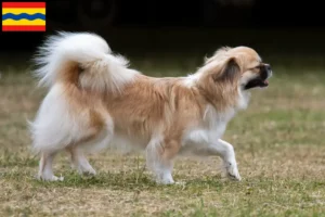 Lees meer over het artikel Tibetaanse Spaniël fokkers en pups in Overijssel