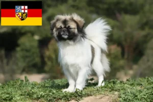 Lees meer over het artikel Tibetaanse Spaniël fokkers en pups in Saarland