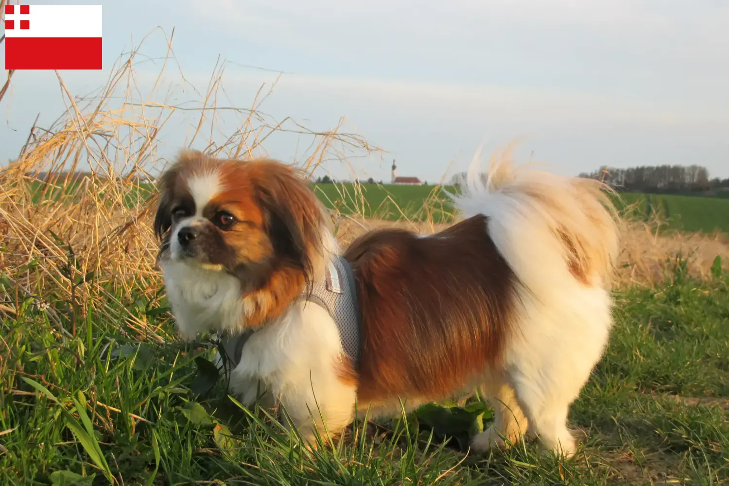 Lees meer over het artikel Tibetaanse Spaniël fokker en pups in Utrecht