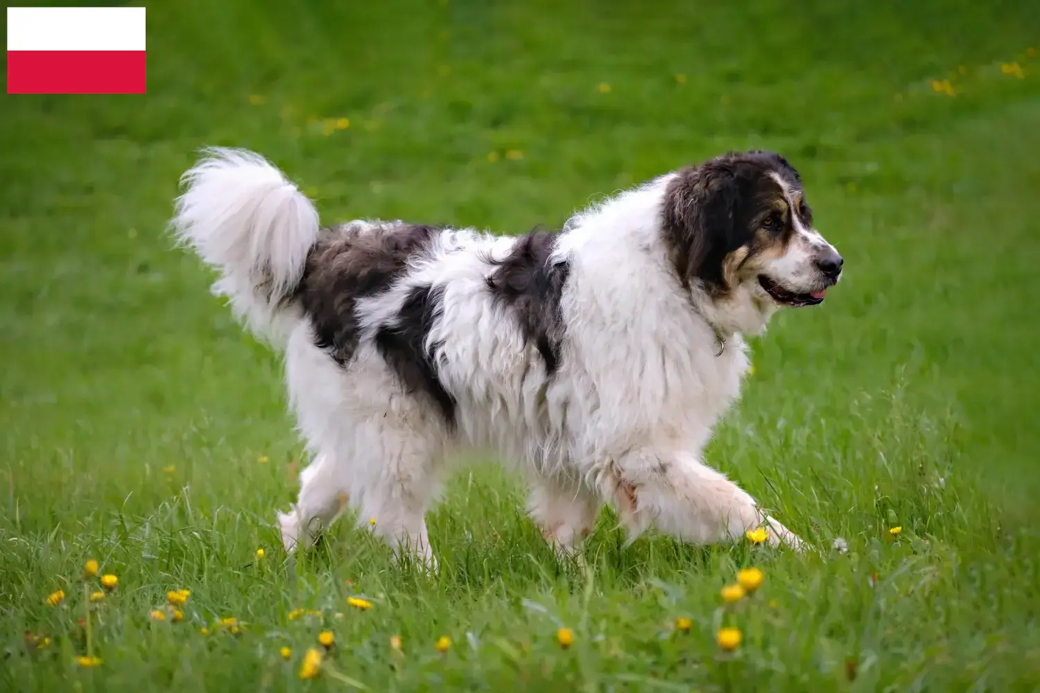 Lees meer over het artikel Tornjak fokkers en pups in Polen