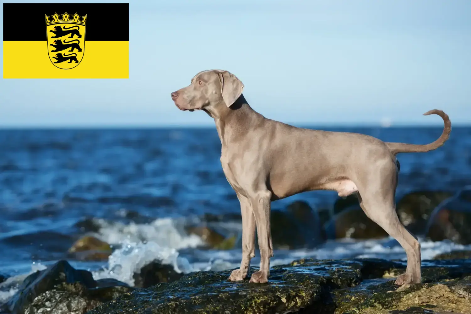 Lees meer over het artikel Weimaraner fokkers en pups in Baden-Württemberg