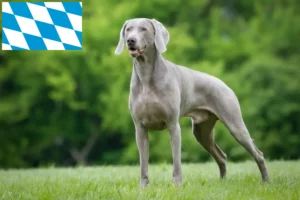 Lees meer over het artikel Weimaraner fokkers en pups in Beieren