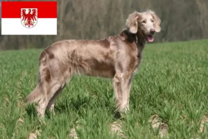 Lees meer over het artikel Weimaraner fokkers en pups in Brandenburg