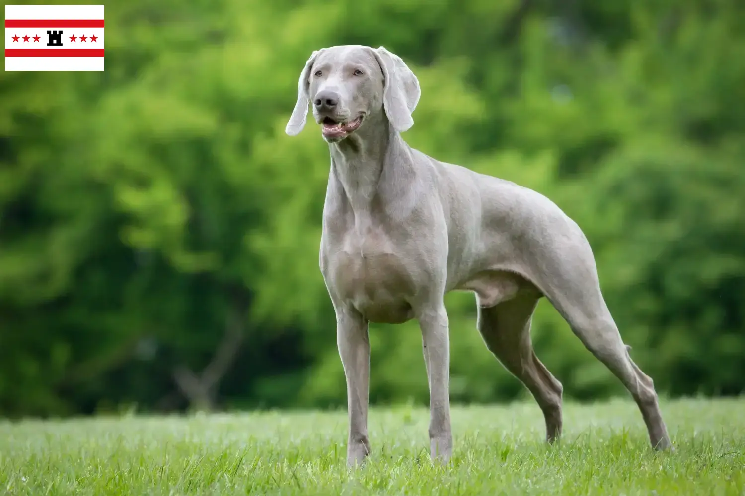 Lees meer over het artikel Weimaraner fokkers en pups in Drenthe