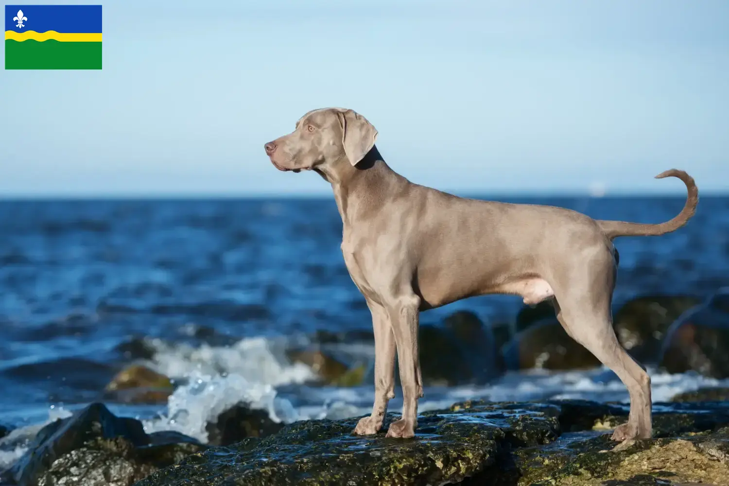 Lees meer over het artikel Weimaraner fokkers en pups in Flevoland