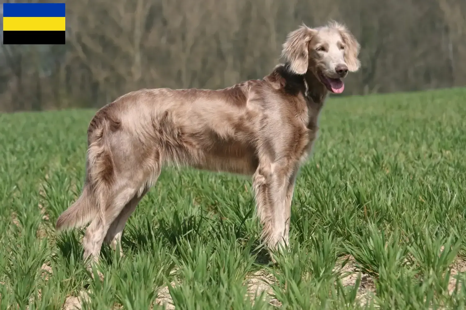 Lees meer over het artikel Weimaraner fokkers en pups in Gelderland