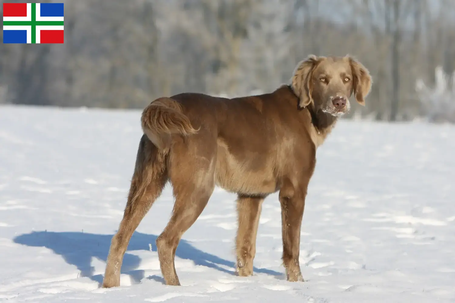 Lees meer over het artikel Weimaraner fokkers en pups in Groningen