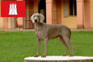 Lees meer over het artikel Weimaraner fokkers en pups in Hamburg