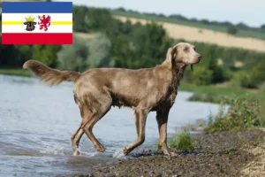 Lees meer over het artikel Weimaraner fokkers en pups in Mecklenburg-Vorpommern