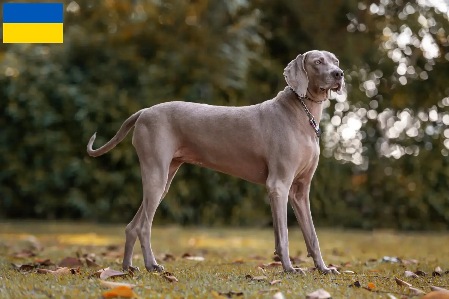 Lees meer over het artikel Weimaraner fokkers en pups in Oekraïne