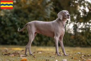 Lees meer over het artikel Weimaraner fokkers en pups in Overijssel