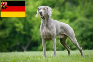 Lees meer over het artikel Weimaraner fokkers en pups in Rijnland-Palts