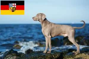 Lees meer over het artikel Weimaraner fokkers en pups in Saarland