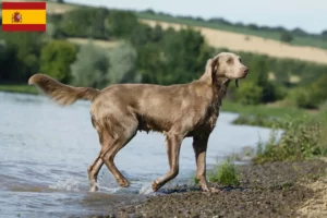 Lees meer over het artikel Weimaraner fokkers en pups in Spanje