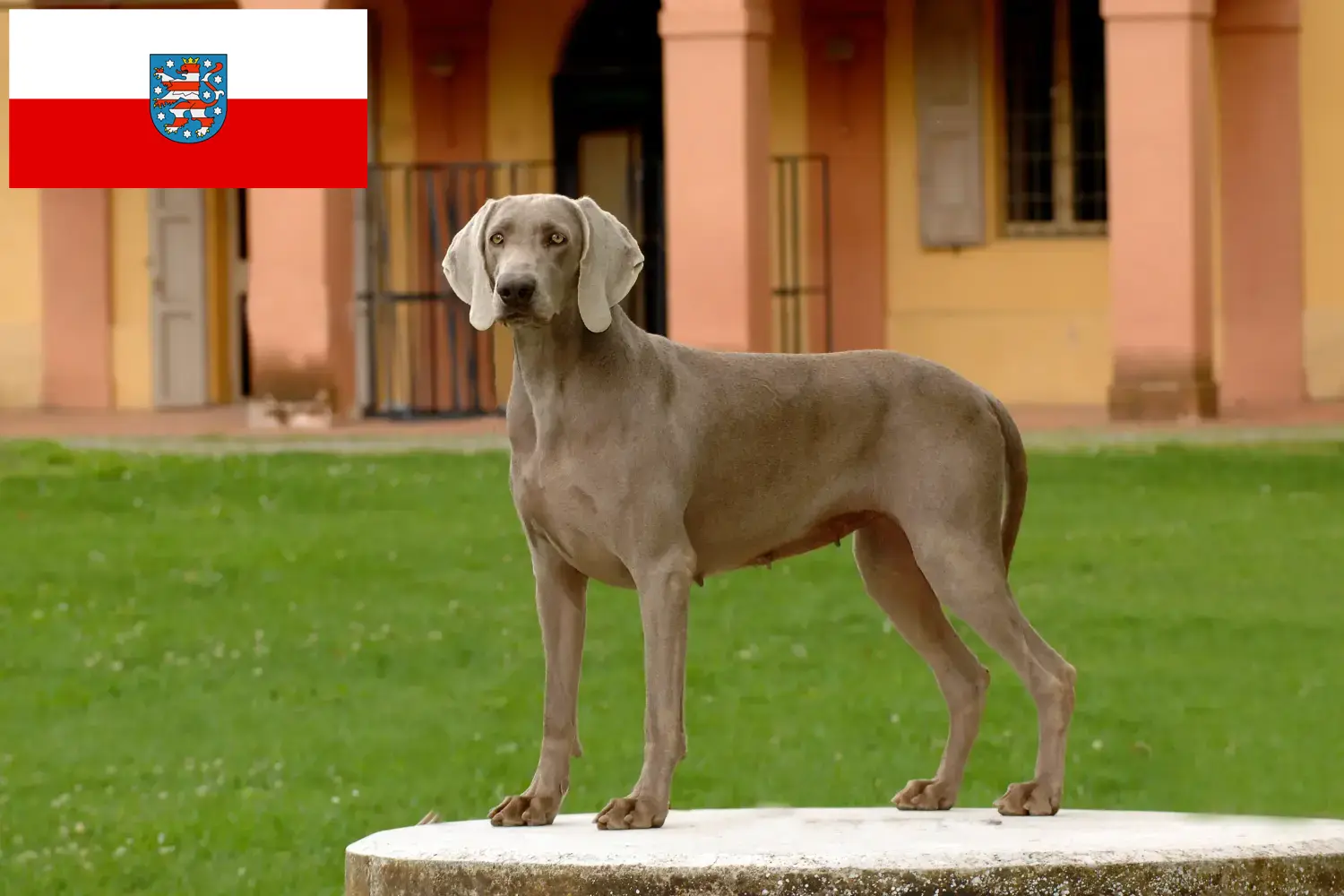 Lees meer over het artikel Weimaraner fokkers en pups in Thüringen