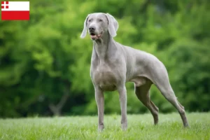 Lees meer over het artikel Weimaraner fokkers en pups in Utrecht