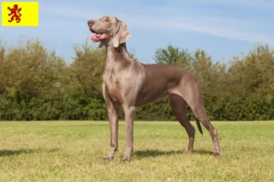 Lees meer over het artikel Weimaraner fokkers en pups in Zuid-Holland