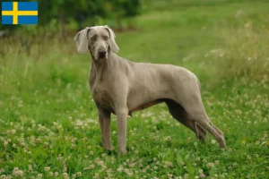 Lees meer over het artikel Weimaraner fokkers en pups in Zweden