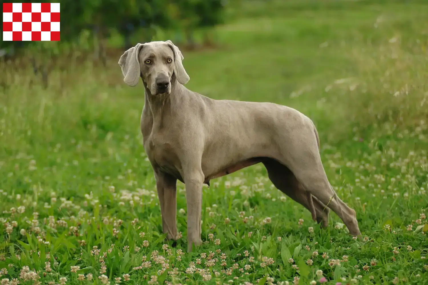 Lees meer over het artikel Weimaraner fokkers en pups in Noord-Brabant