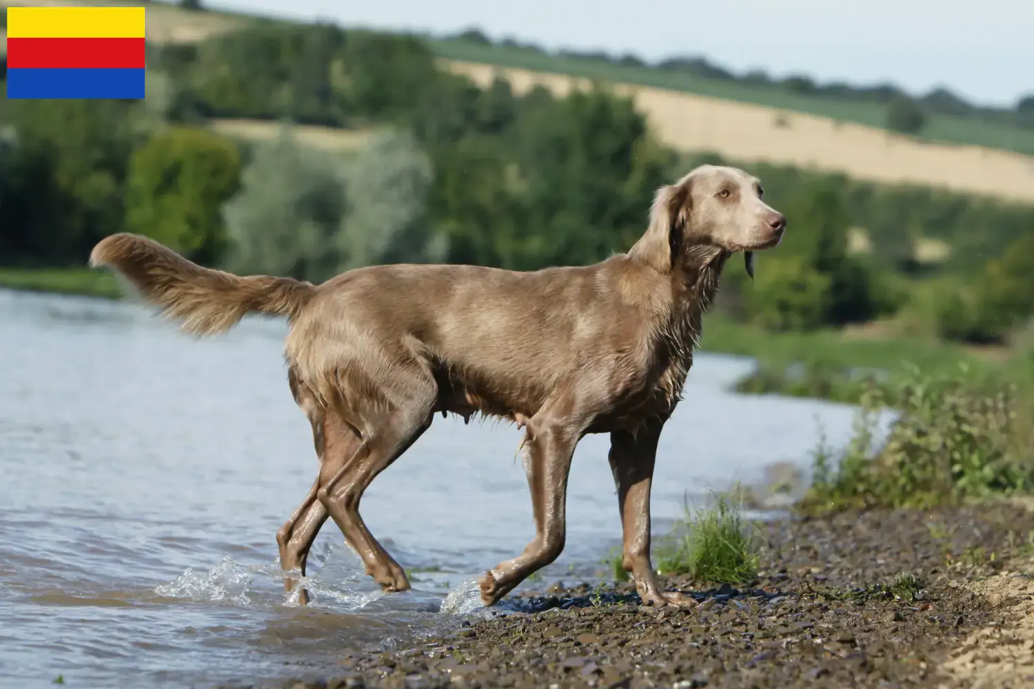 Lees meer over het artikel Weimaraner fokkers en pups in Noord-Holland