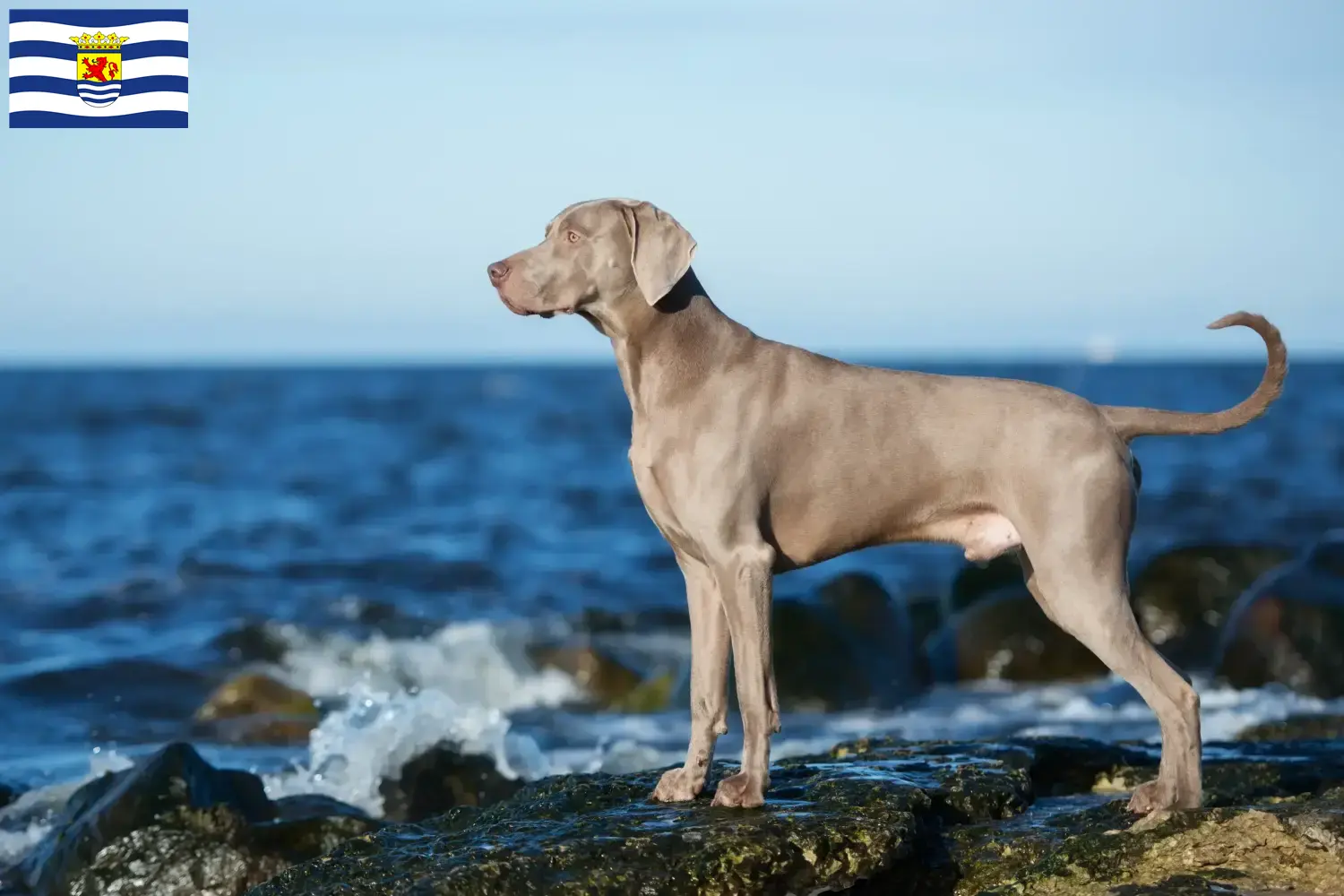 Lees meer over het artikel Weimaraner fokkers en pups in Zeeland