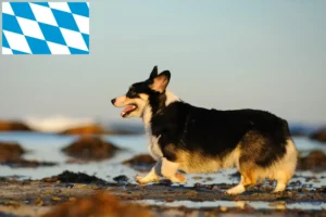 Lees meer over het artikel Welsh Corgi fokkers en puppies in Beieren