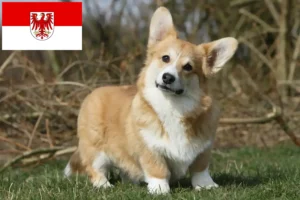 Lees meer over het artikel Welsh Corgi fokkers en pups in Brandenburg