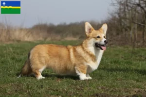 Lees meer over het artikel Welsh Corgi fokkers en pups in Flevoland