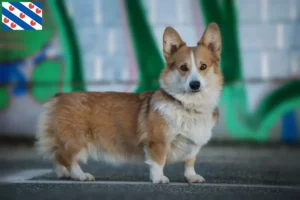 Lees meer over het artikel Welsh Corgi fokkers en pups in Friesland