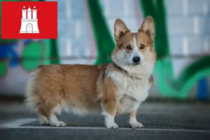 Lees meer over het artikel Welsh Corgi fokkers en pups in Hamburg