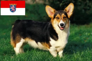 Lees meer over het artikel Welsh Corgi fokkers en pups in Hessen