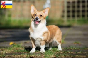 Lees meer over het artikel Welsh Corgi fokkers en pups in Limburg