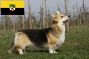 Lees meer over het artikel Welsh Corgi fokkers en pups in Saksen-Anhalt