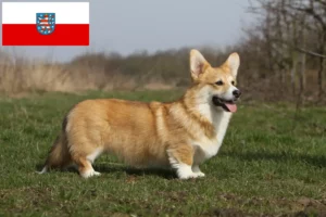 Lees meer over het artikel Welsh Corgi fokkers en pups in Thüringen