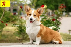 Lees meer over het artikel Welsh Corgi fokkers en pups in Zuid-Holland