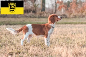 Lees meer over het artikel Welsh Springer Spaniel fokkers en pups in Baden-Württemberg