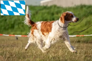 Lees meer over het artikel Welsh Springer Spaniel fokkers en pups in Beieren