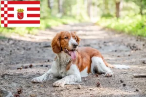 Lees meer over het artikel Welsh Springer Spaniel fokkers en pups in Bremen