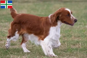 Lees meer over het artikel Welsh Springer Spaniel fokkers en pups in Groningen