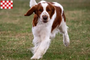 Lees meer over het artikel Welsh Springer Spaniel fokkers en pups in Noord-Brabant