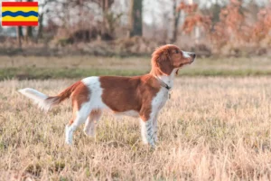 Lees meer over het artikel Welsh Springer Spaniel fokkers en pups in Overijssel