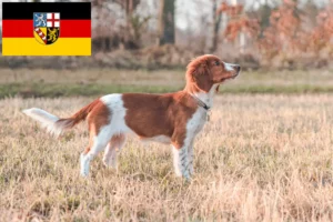 Lees meer over het artikel Welsh Springer Spaniel fokkers en pups in Saarland