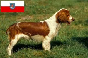 Lees meer over het artikel Welsh Springer Spaniel fokkers en pups in Thüringen