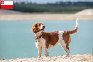 Lees meer over het artikel Welsh Springer Spaniel fokkers en pups in Utrecht