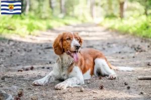 Lees meer over het artikel Welsh Springer Spaniel fokkers en pups in Zeeland